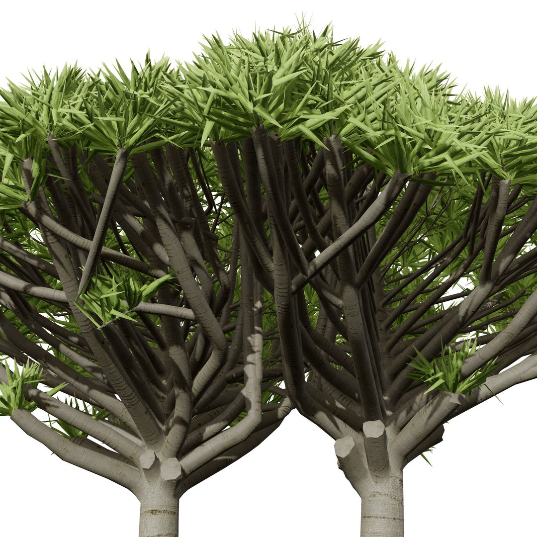 Dragon Blood Tree 3D Model – Low Poly Game Asset, PBR, FBX, Blender - View 9