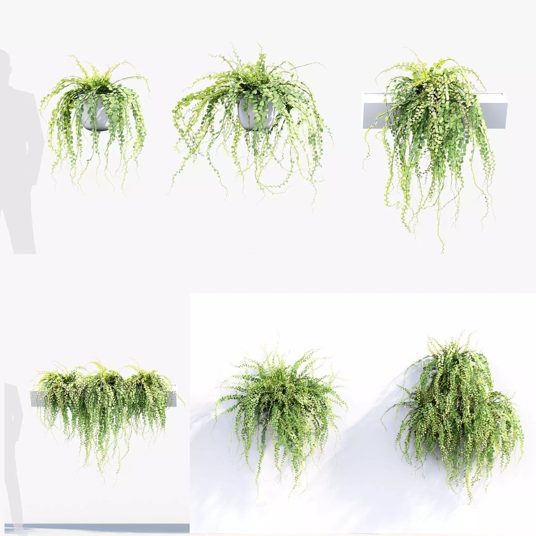 Adiantum Common Maidenhair Fern 3D Model – PBR Textured Plant, FBX - View 2