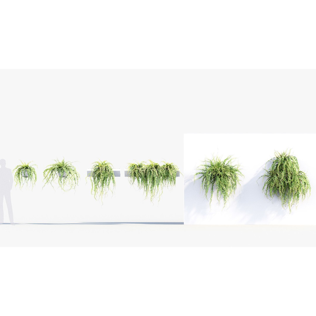 Adiantum Common Maidenhair Fern 3D Model – PBR Textured Plant, FBX - View 3