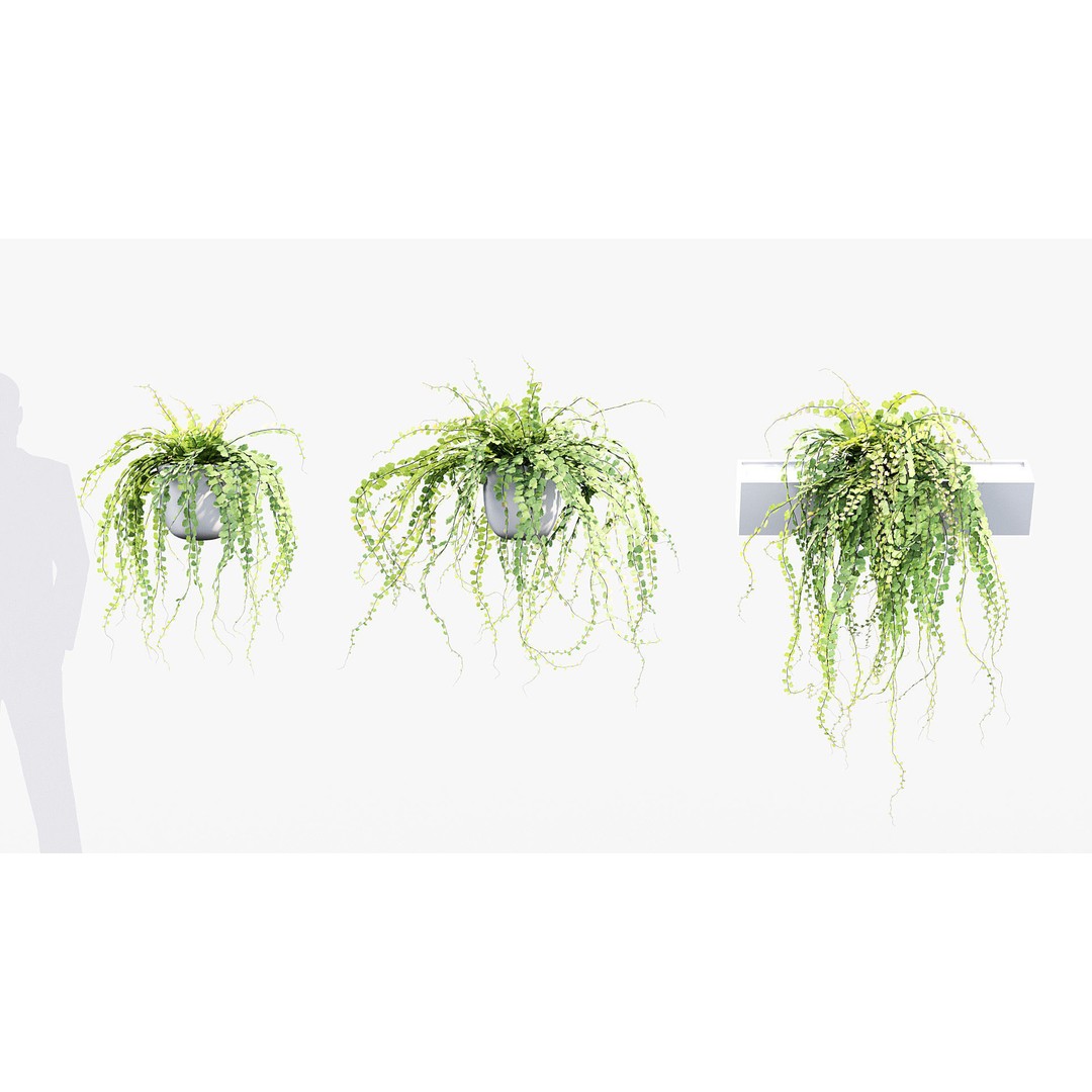 Adiantum Common Maidenhair Fern 3D Model – PBR Textured Plant, FBX - View 4