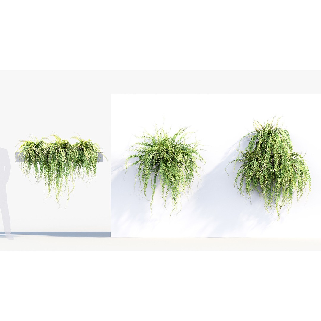 Adiantum Common Maidenhair Fern 3D Model – PBR Textured Plant, FBX - View 5