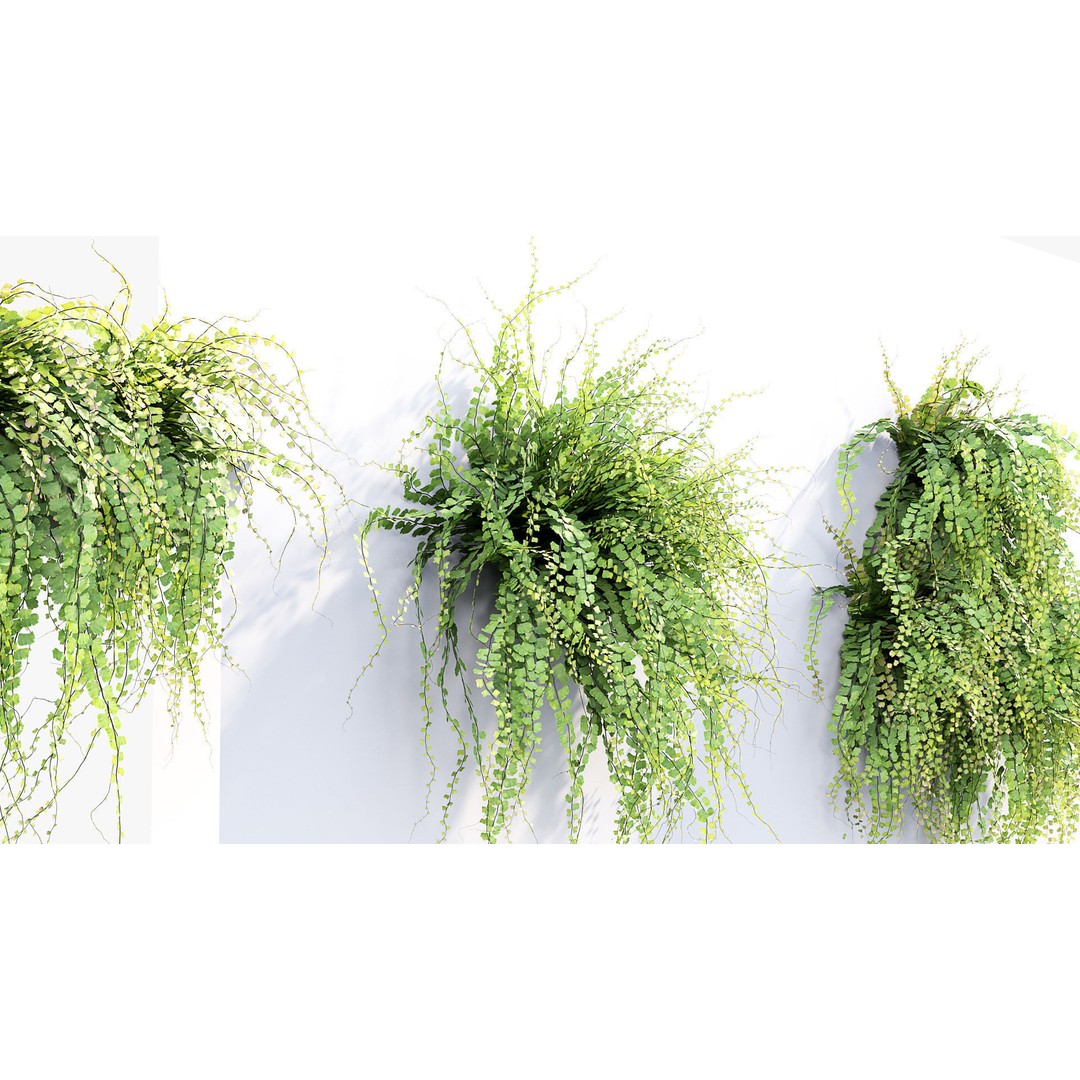Adiantum Common Maidenhair Fern 3D Model – PBR Textured Plant, FBX - View 6