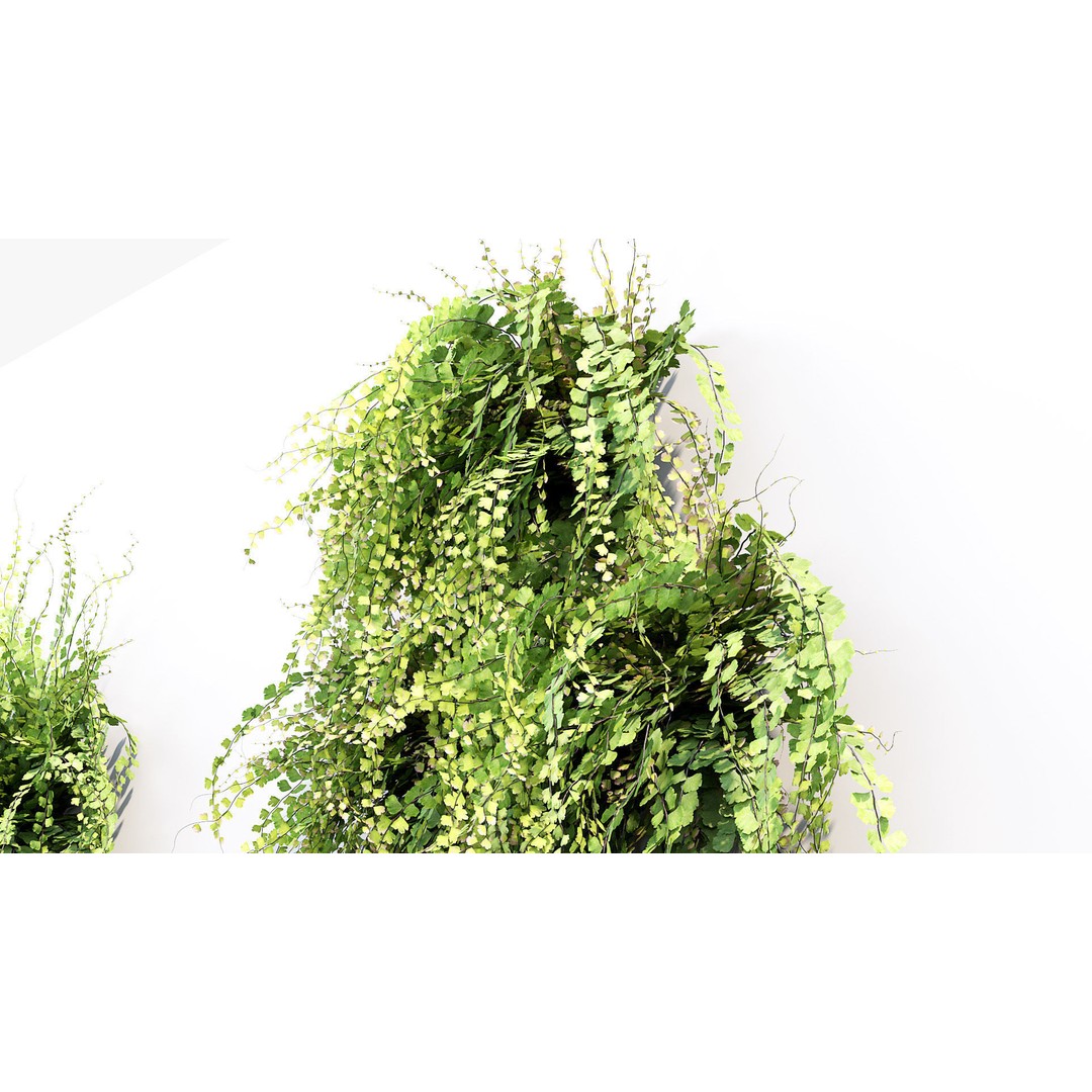 Adiantum Common Maidenhair Fern 3D Model – PBR Textured Plant, FBX - View 7