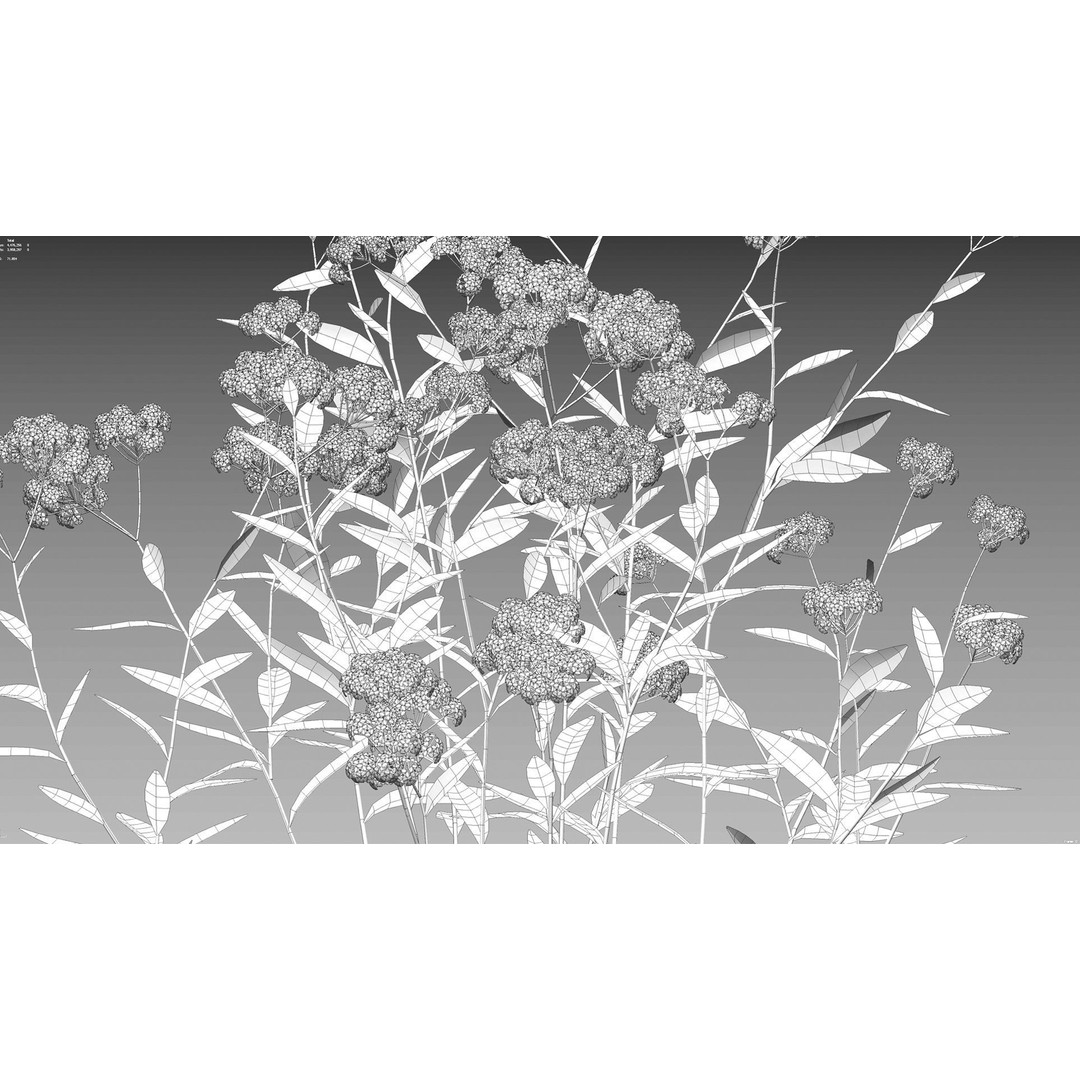 Achillea millefolium 3D Model – High-Quality Flower Asset, PBR