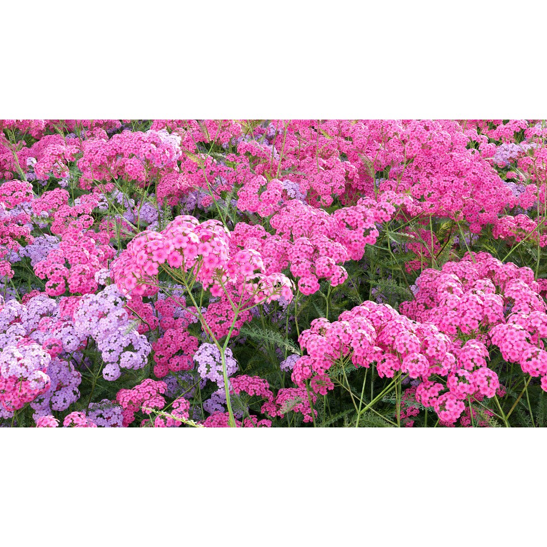 Achillea millefolium 3D Model – High-Quality Flower Asset, PBR - View 10