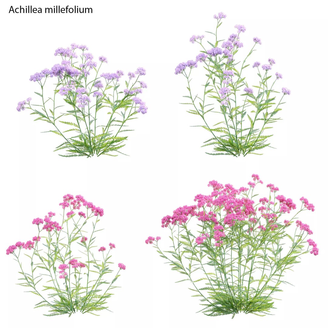 Achillea millefolium 3D Model – High-Quality Flower Asset, PBR - View 2