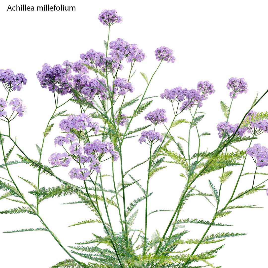 Achillea millefolium 3D Model – High-Quality Flower Asset, PBR - View 3