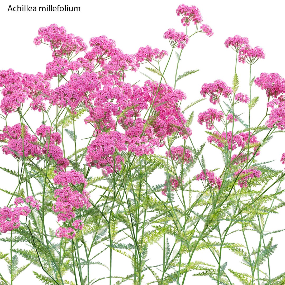 Achillea millefolium 3D Model – High-Quality Flower Asset, PBR - View 4