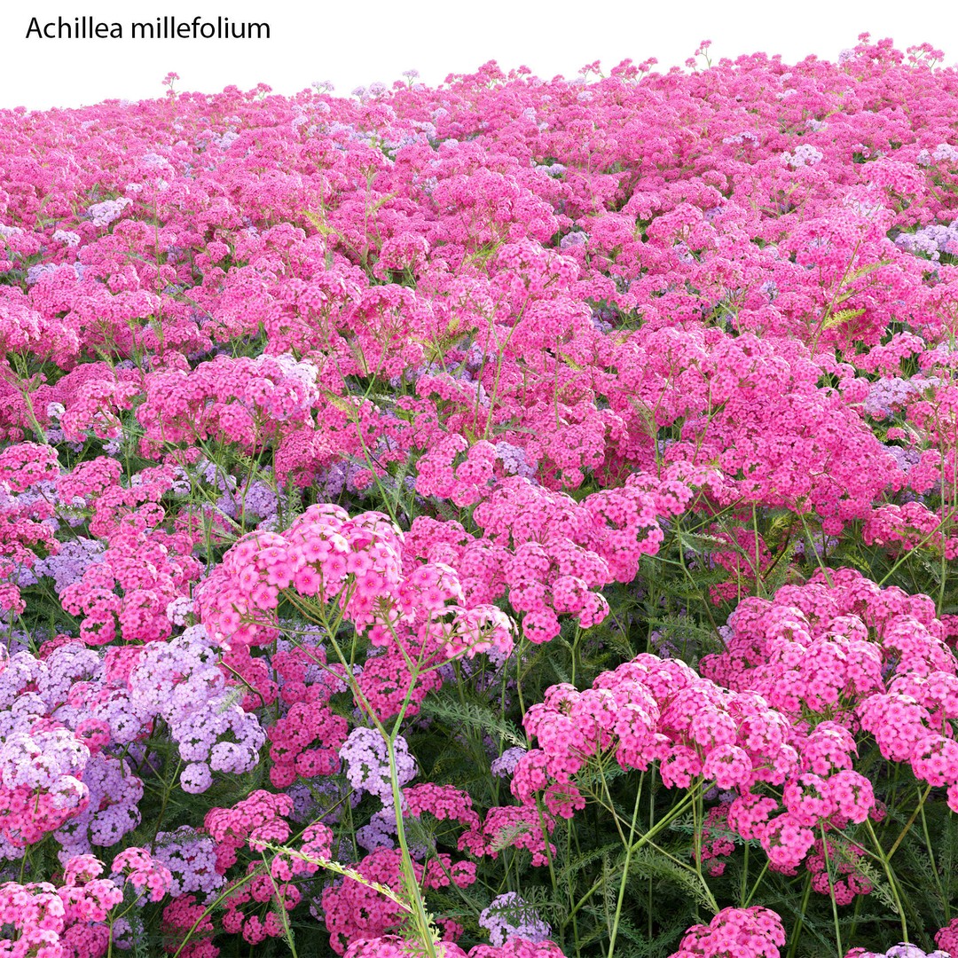 Achillea millefolium 3D Model – High-Quality Flower Asset, PBR - View 5