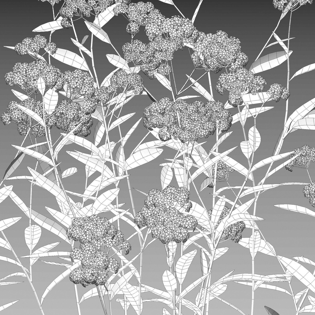 Achillea millefolium 3D Model – High-Quality Flower Asset, PBR - View 6