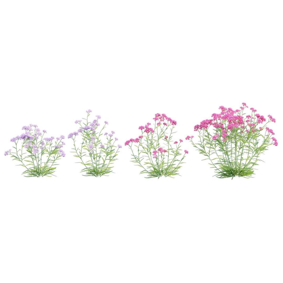 Achillea millefolium 3D Model – High-Quality Flower Asset, PBR - View 7