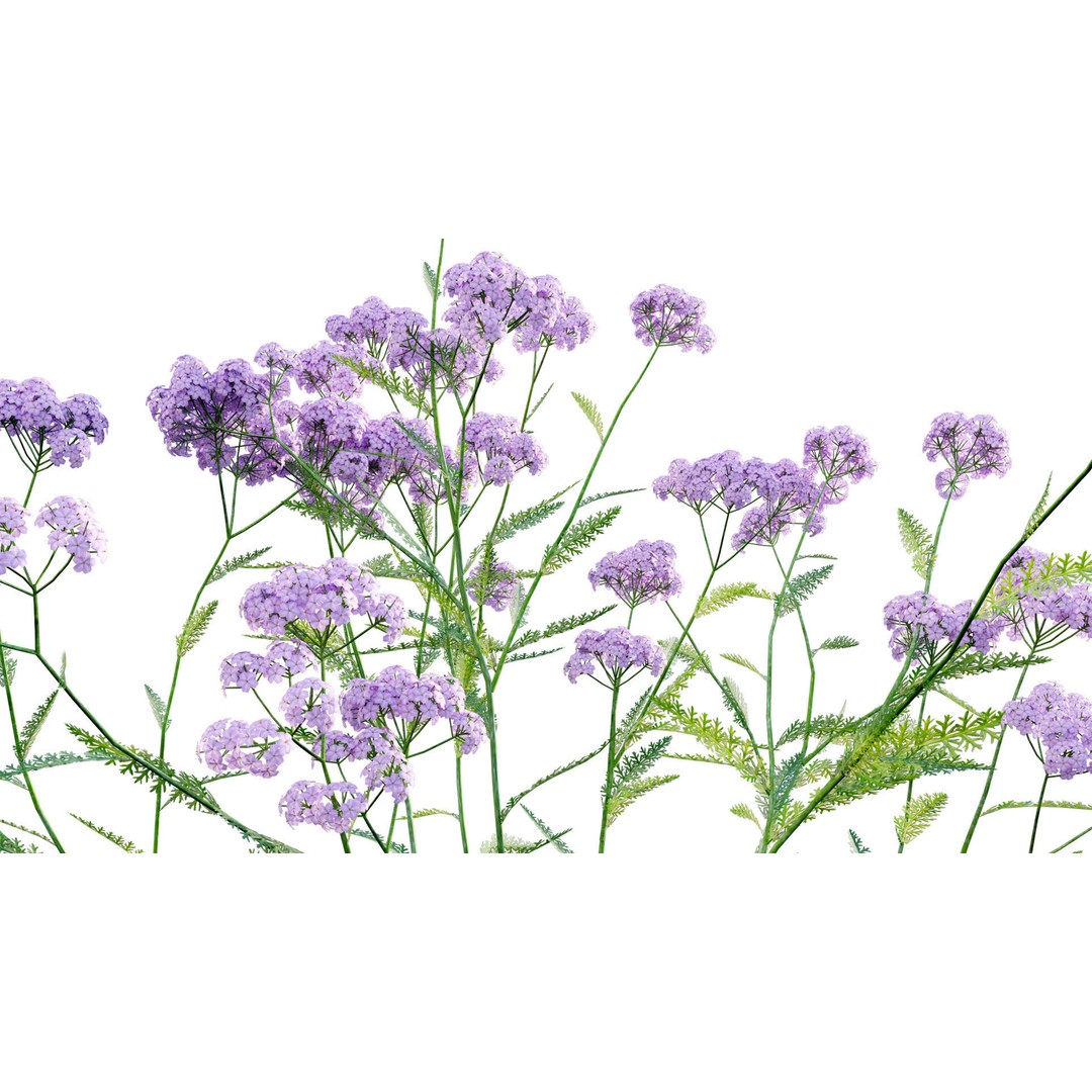 Achillea millefolium 3D Model – High-Quality Flower Asset, PBR - View 8