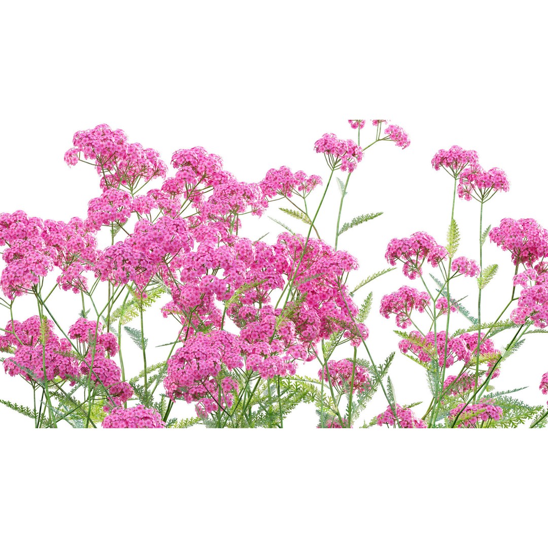 Achillea millefolium 3D Model – High-Quality Flower Asset, PBR - View 9