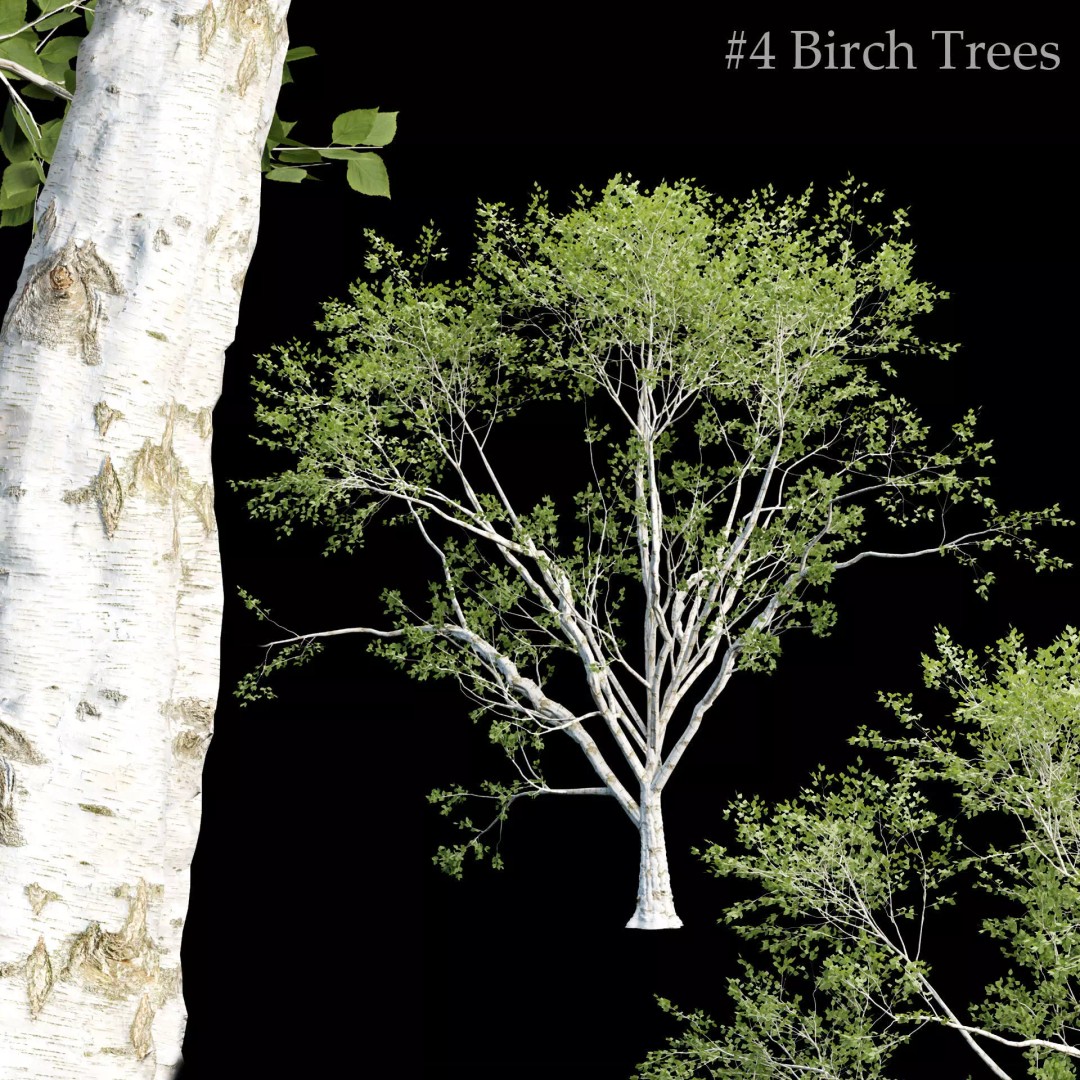 Birch Trees 3D Model – PBR Game-Ready Collection, FBX, OBJ - View 2