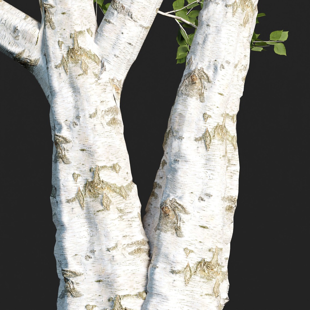 Birch Trees 3D Model – PBR Game-Ready Collection, FBX, OBJ - View 3