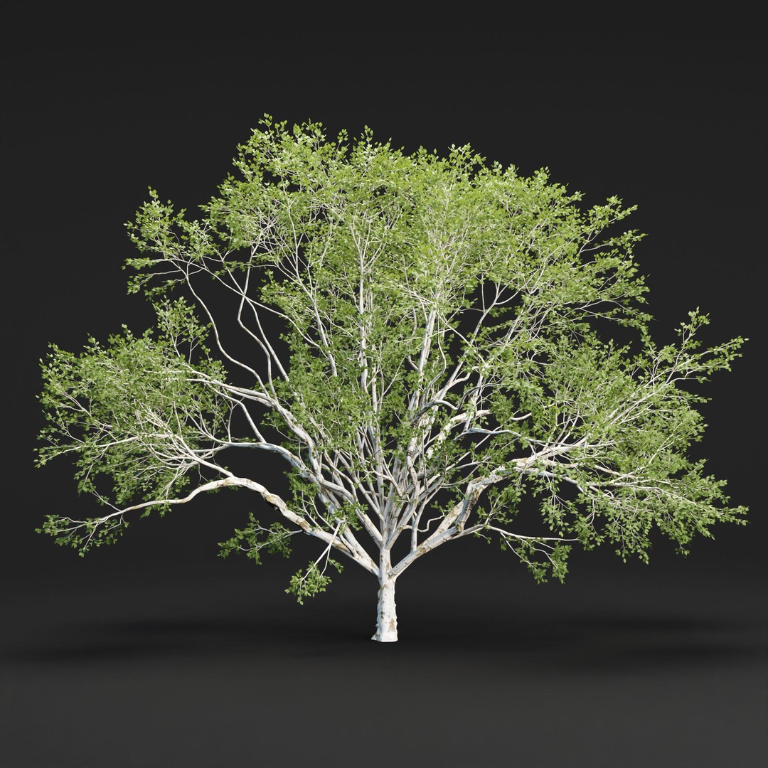Birch Trees 3D Model – PBR Game-Ready Collection, FBX, OBJ - View 4