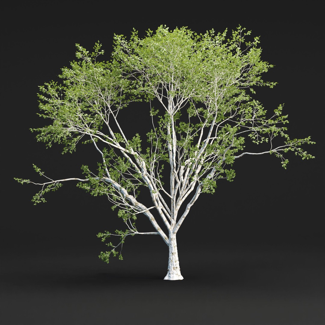 Birch Trees 3D Model – PBR Game-Ready Collection, FBX, OBJ - View 5