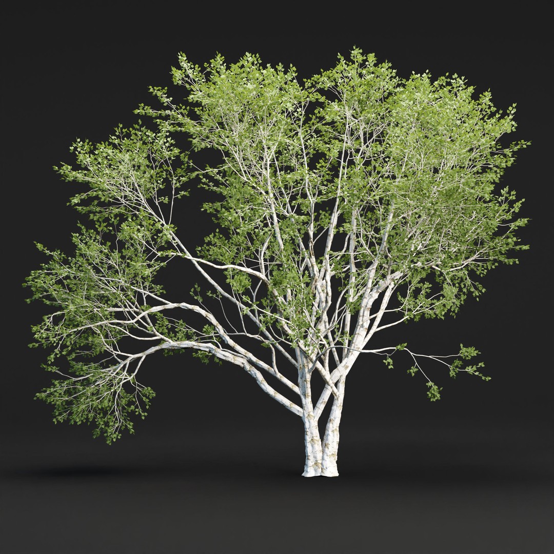 Birch Trees 3D Model – PBR Game-Ready Collection, FBX, OBJ - View 6