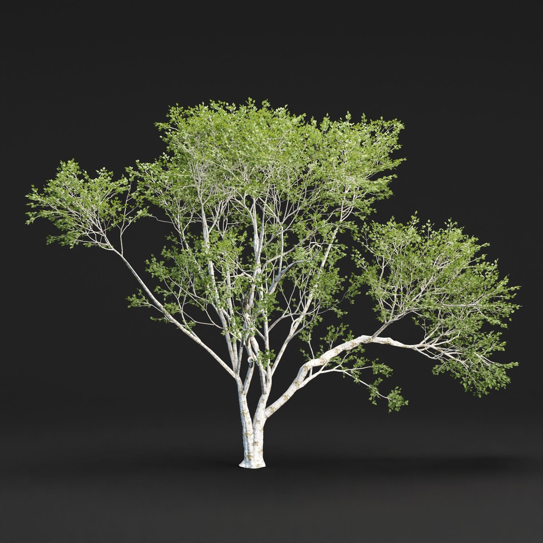 Birch Trees 3D Model – PBR Game-Ready Collection, FBX, OBJ - View 7