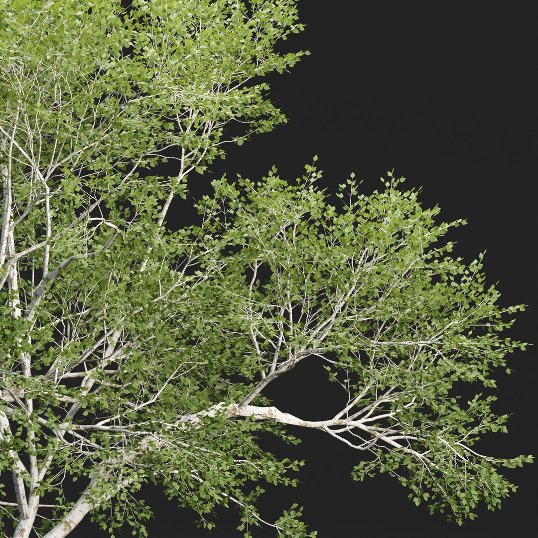 Birch Trees 3D Model – PBR Game-Ready Collection, FBX, OBJ - View 8