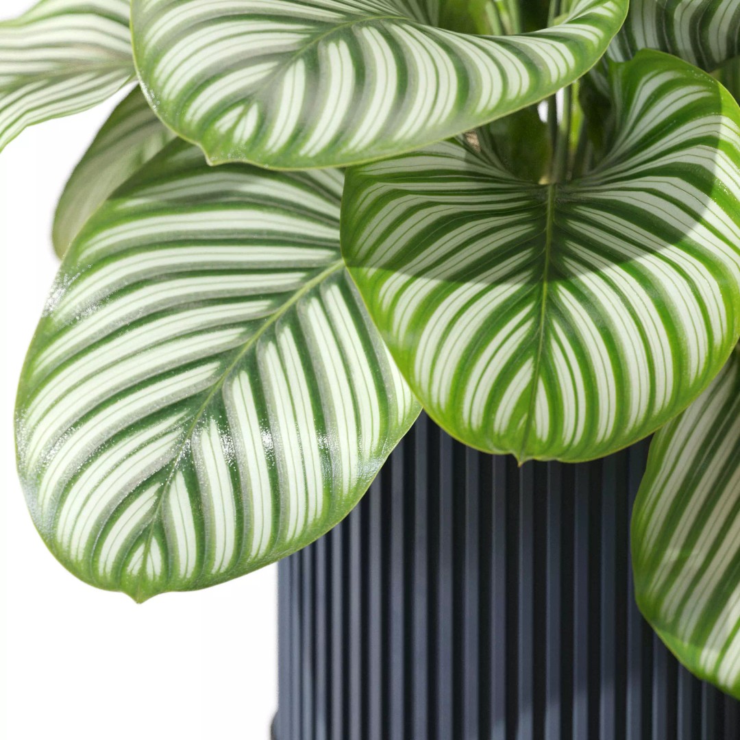 Plant 1302 3D Model – High-Quality Pot Plant for Archviz and Landscaping - View 4