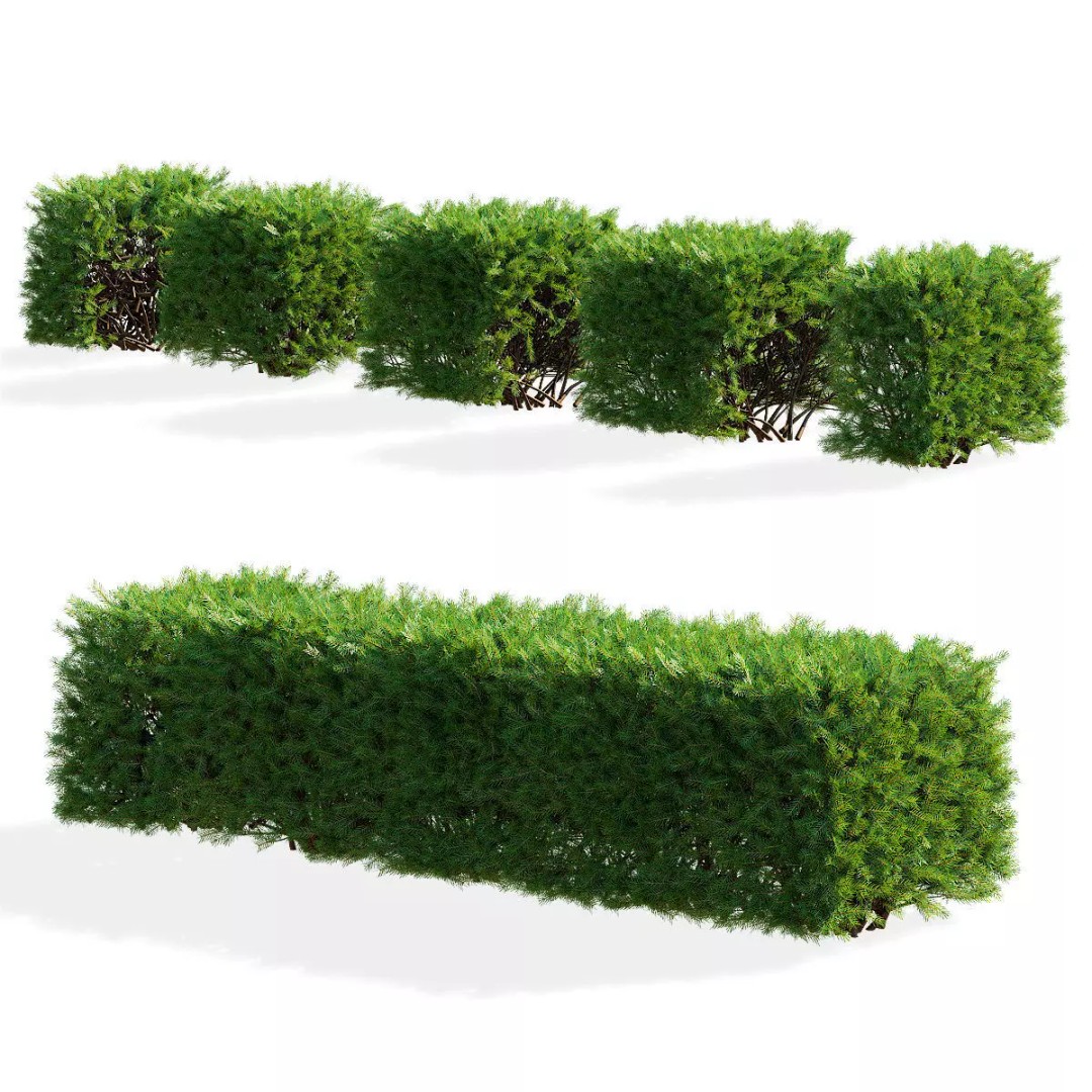 Picea Abies Hedge 3D Model – Low Poly Game Asset, FBX & OBJ Formats - View 2