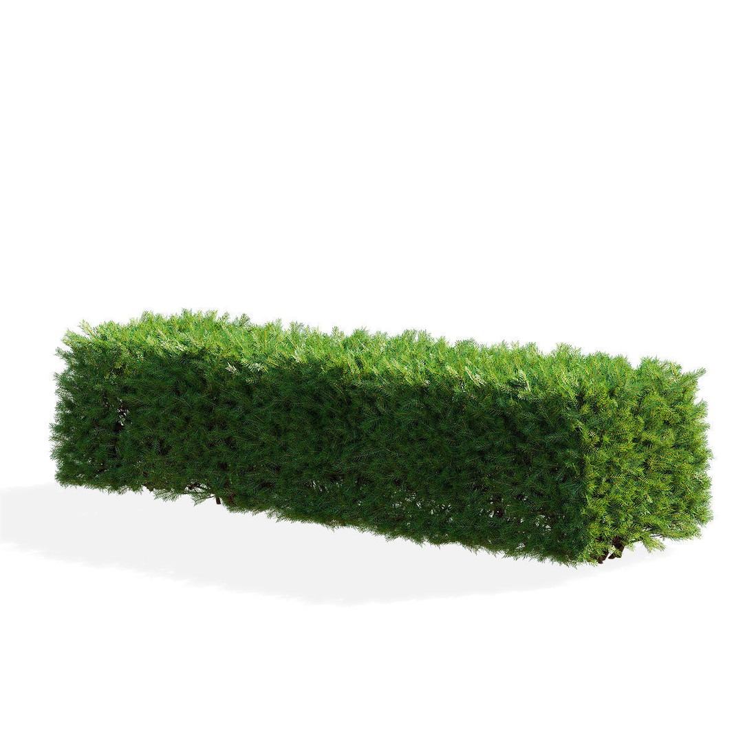 Picea Abies Hedge 3D Model – Low Poly Game Asset, FBX & OBJ Formats - View 3