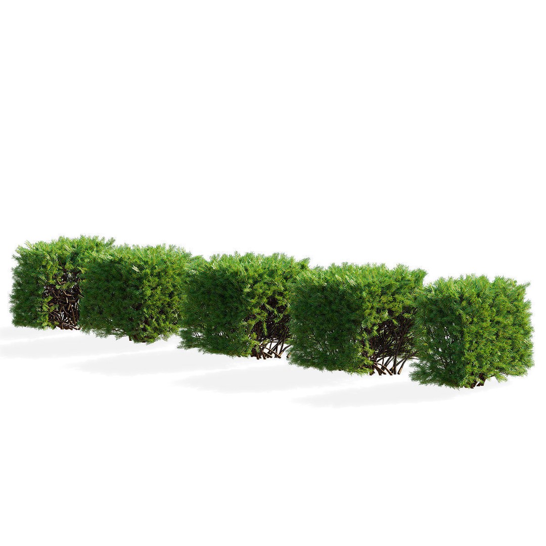 Picea Abies Hedge 3D Model – Low Poly Game Asset, FBX & OBJ Formats - View 4
