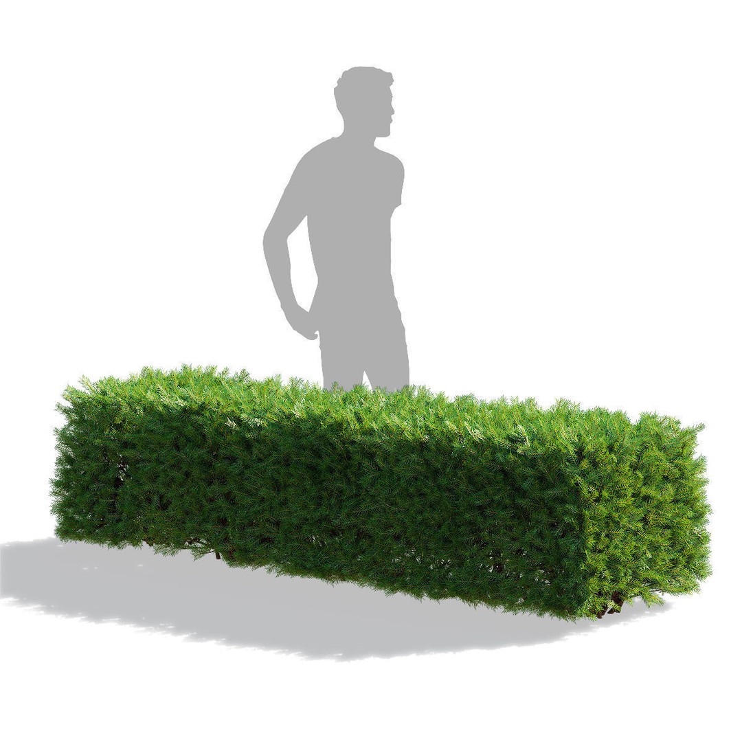 Picea Abies Hedge 3D Model – Low Poly Game Asset, FBX & OBJ Formats - View 5
