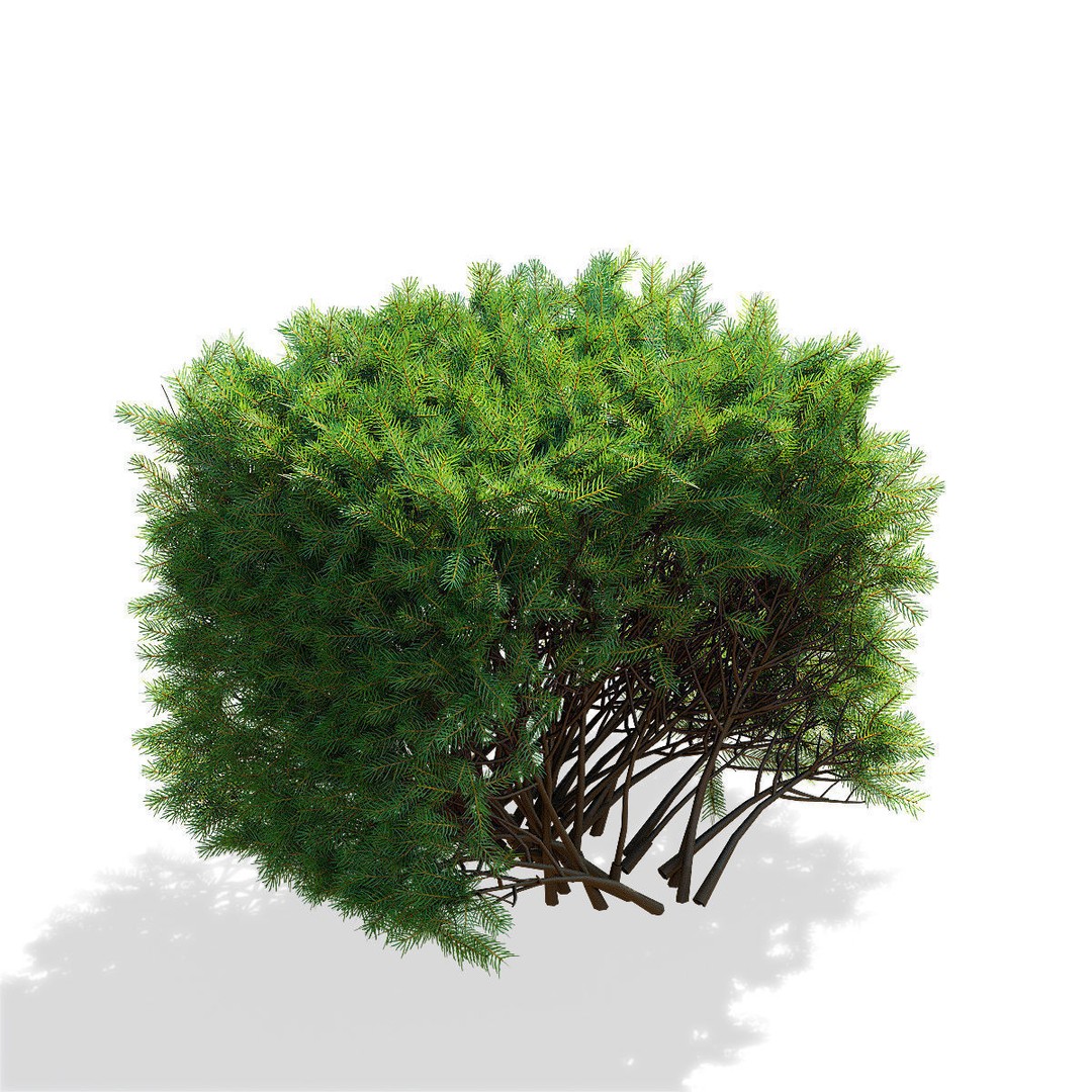 Picea Abies Hedge 3D Model – Low Poly Game Asset, FBX & OBJ Formats - View 6