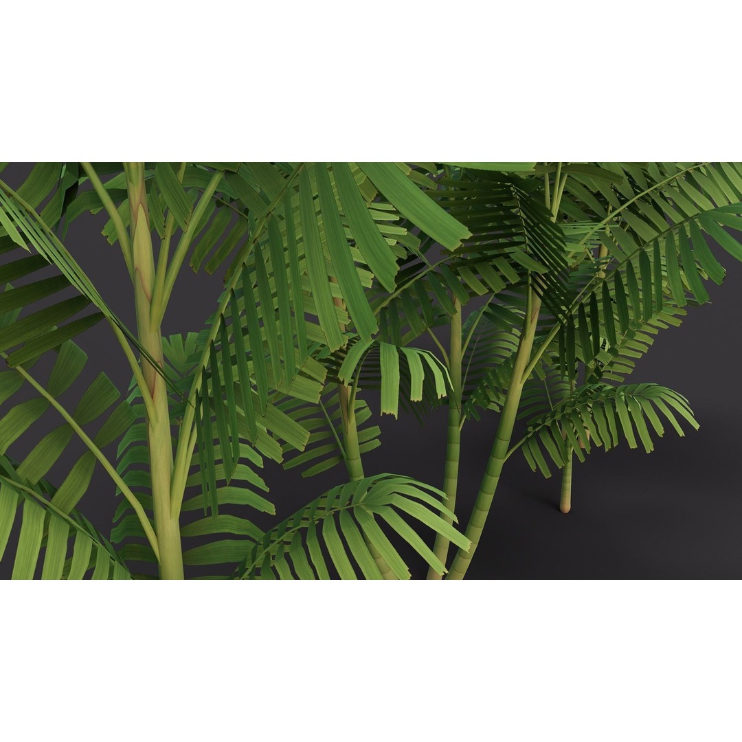 Macarthurs Palm 3D Model – Low Poly Stylized Tree, Game Ready FBX - View 5