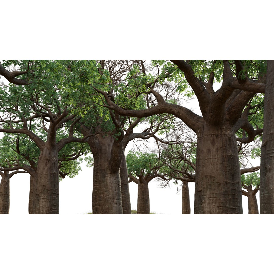 Baobab 3D Model – Low Poly Plant Asset for Animation, FBX