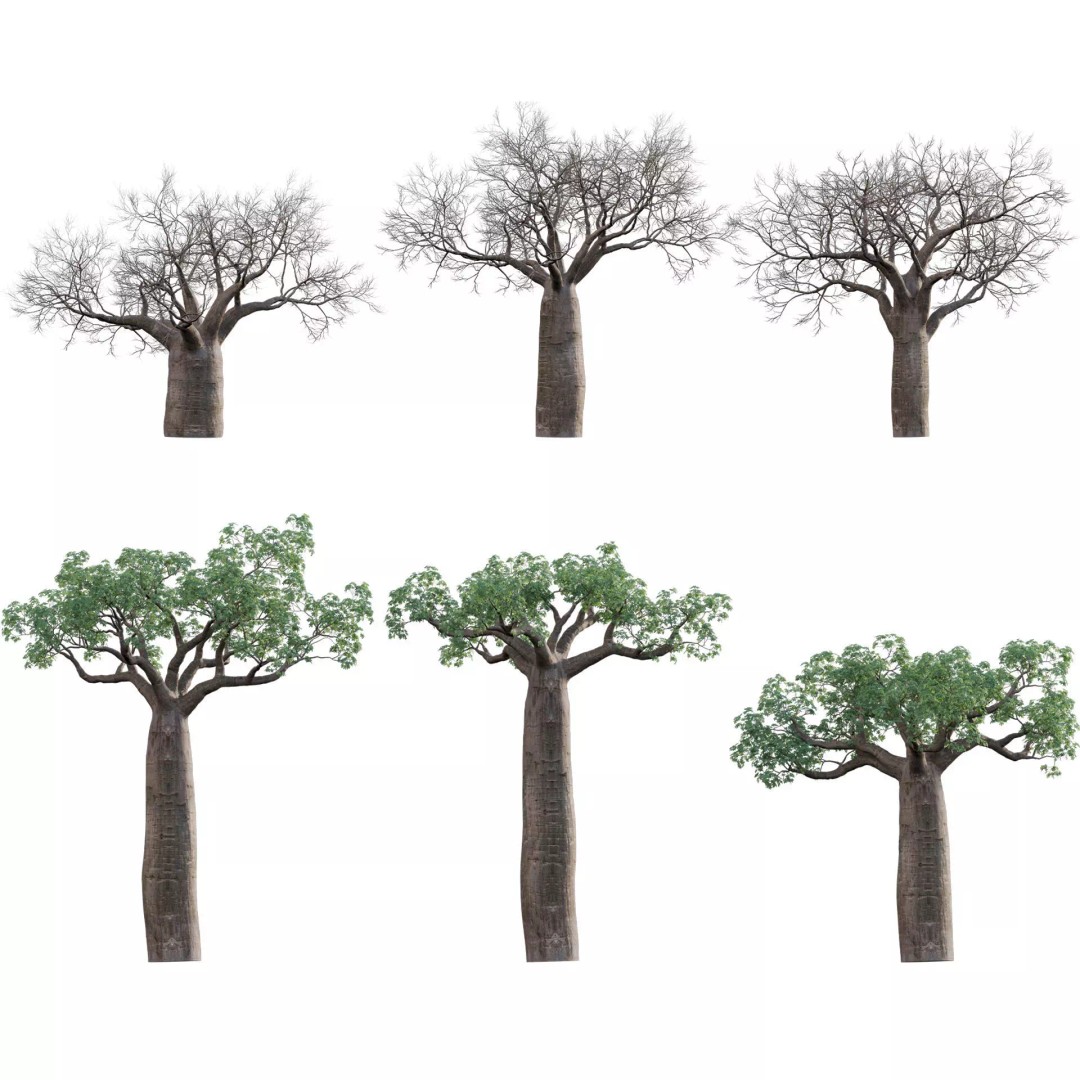 Baobab 3D Model – Low Poly Plant Asset for Animation, FBX - View 2