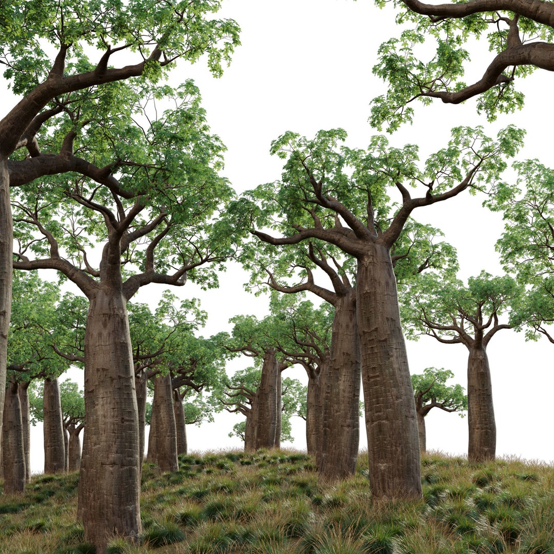 Baobab 3D Model – Low Poly Plant Asset for Animation, FBX - View 3