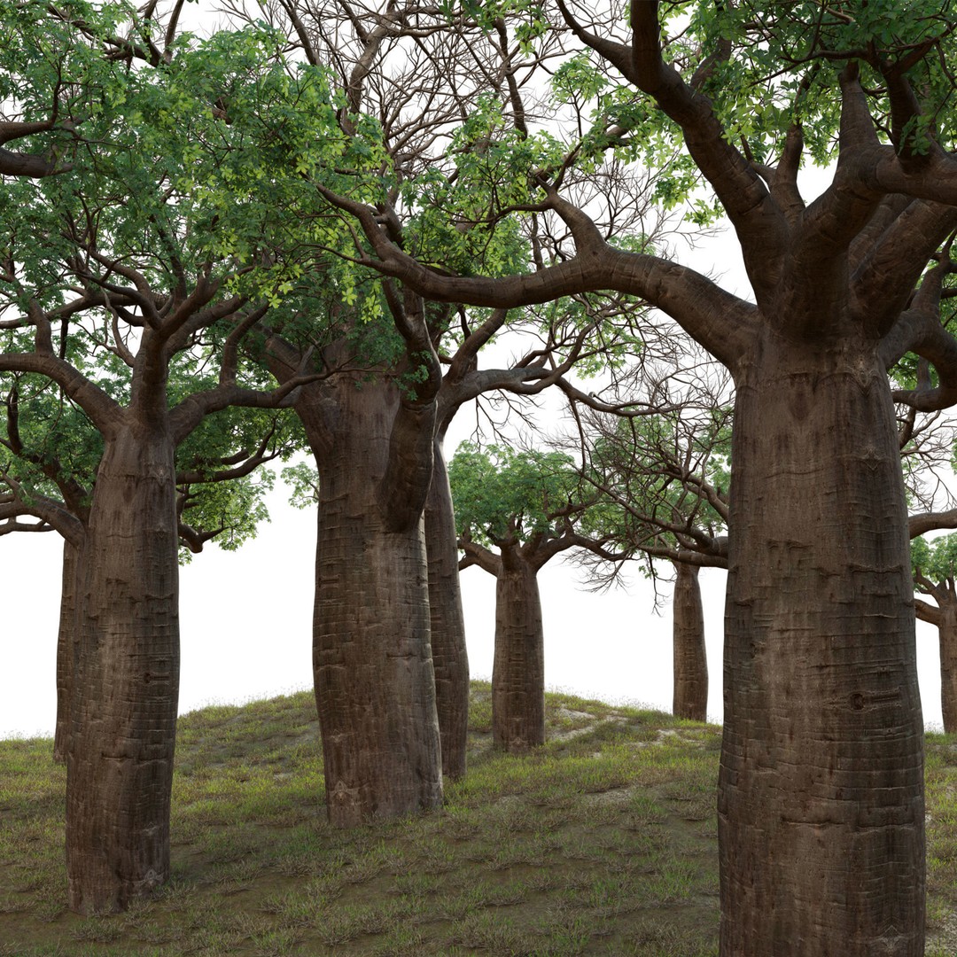 Baobab 3D Model – Low Poly Plant Asset for Animation, FBX - View 4