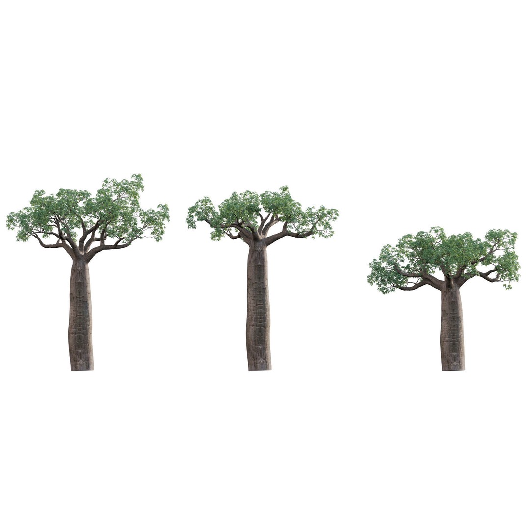 Baobab 3D Model – Low Poly Plant Asset for Animation, FBX - View 7