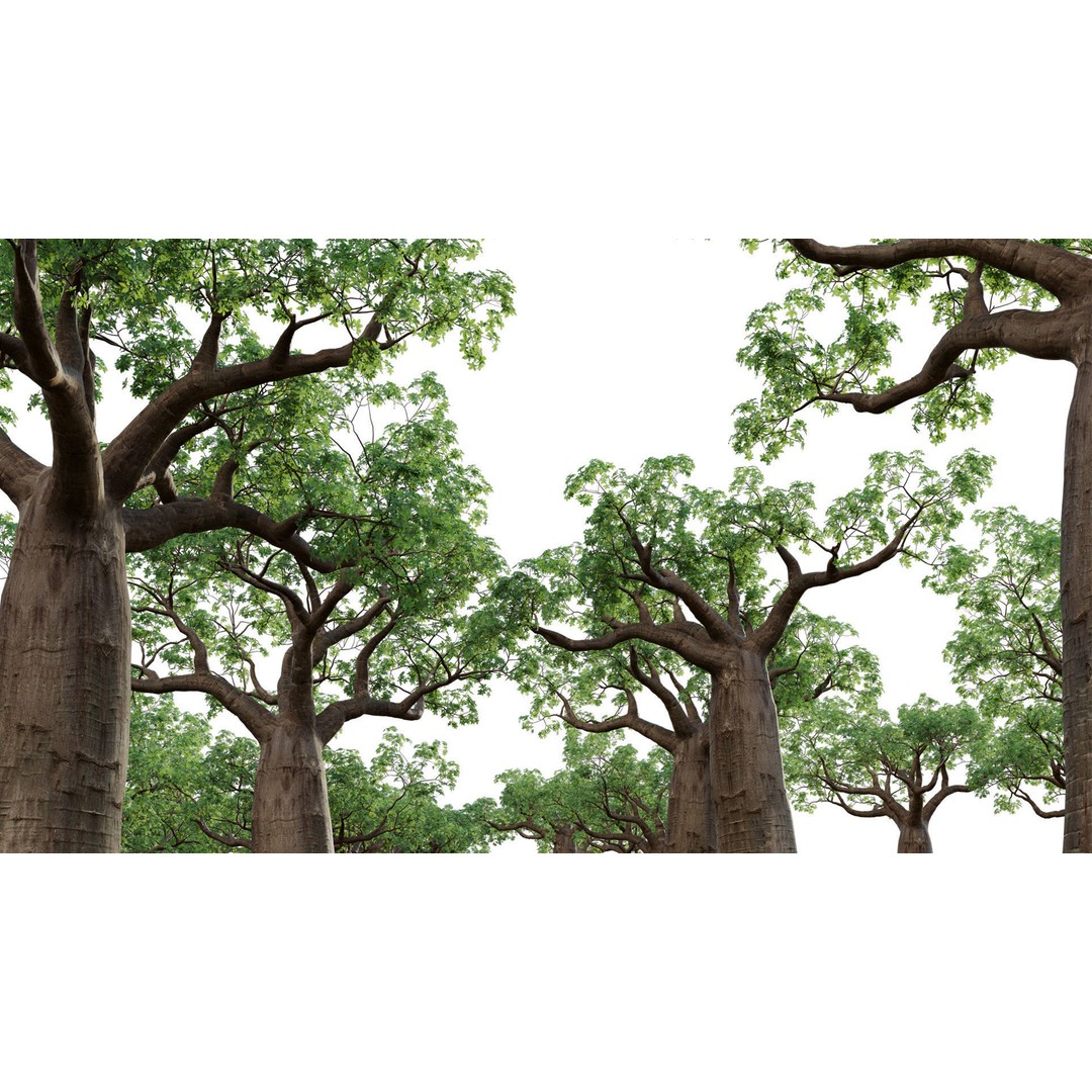 Baobab 3D Model – Low Poly Plant Asset for Animation, FBX - View 8