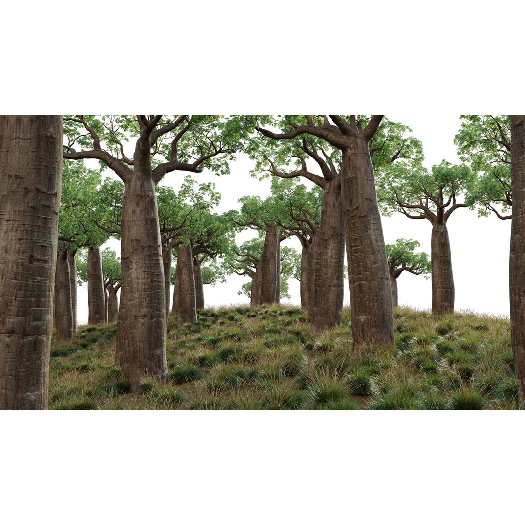 Baobab 3D Model – Low Poly Plant Asset for Animation, FBX - View 9