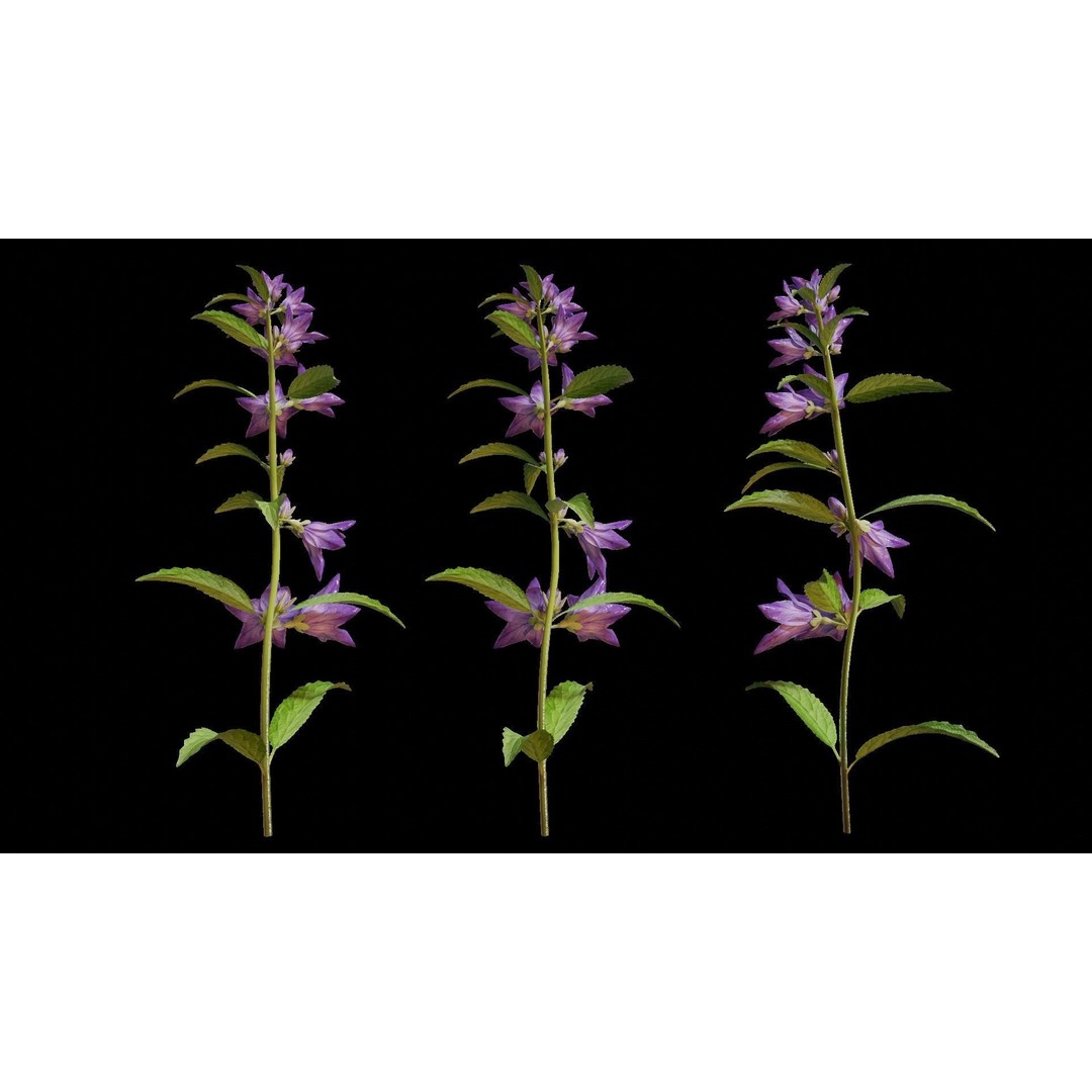 Campanula Perennial Bell Flower 3D Model – High Poly PBR Asset, FBX, OBJ - View 10