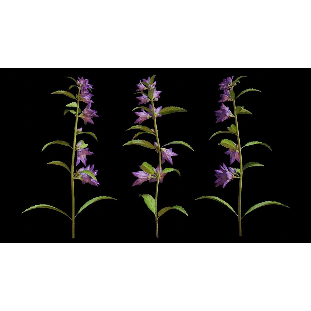 Campanula Perennial Bell Flower 3D Model – High Poly PBR Asset, FBX, OBJ - View 11
