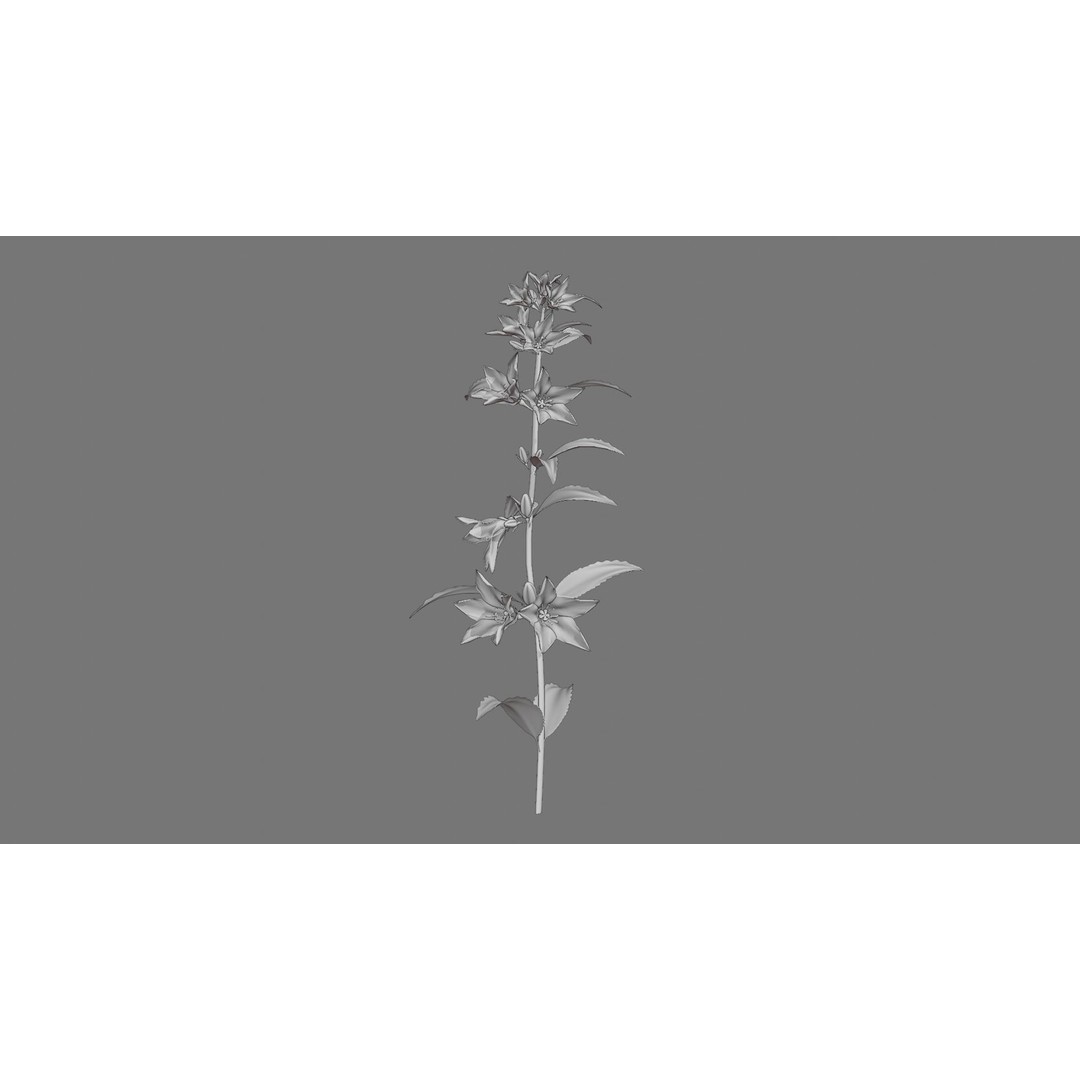 Campanula Perennial Bell Flower 3D Model – High Poly PBR Asset, FBX, OBJ - View 12
