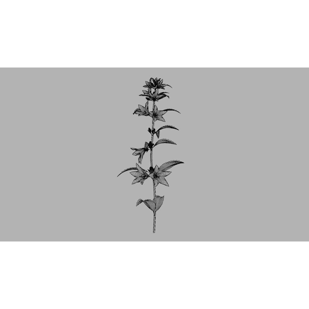 Campanula Perennial Bell Flower 3D Model – High Poly PBR Asset, FBX, OBJ - View 13