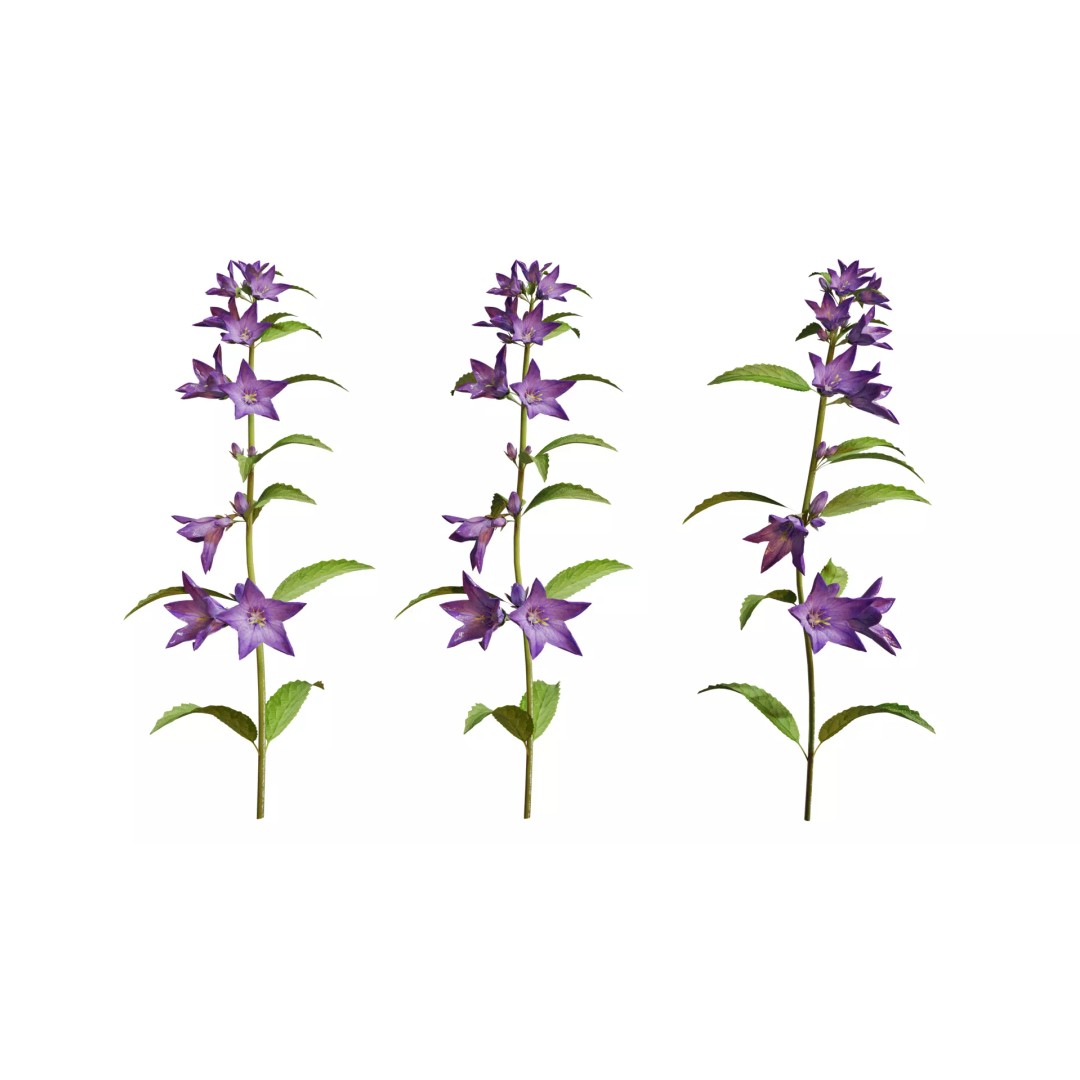 Campanula Perennial Bell Flower 3D Model – High Poly PBR Asset, FBX, OBJ - View 2