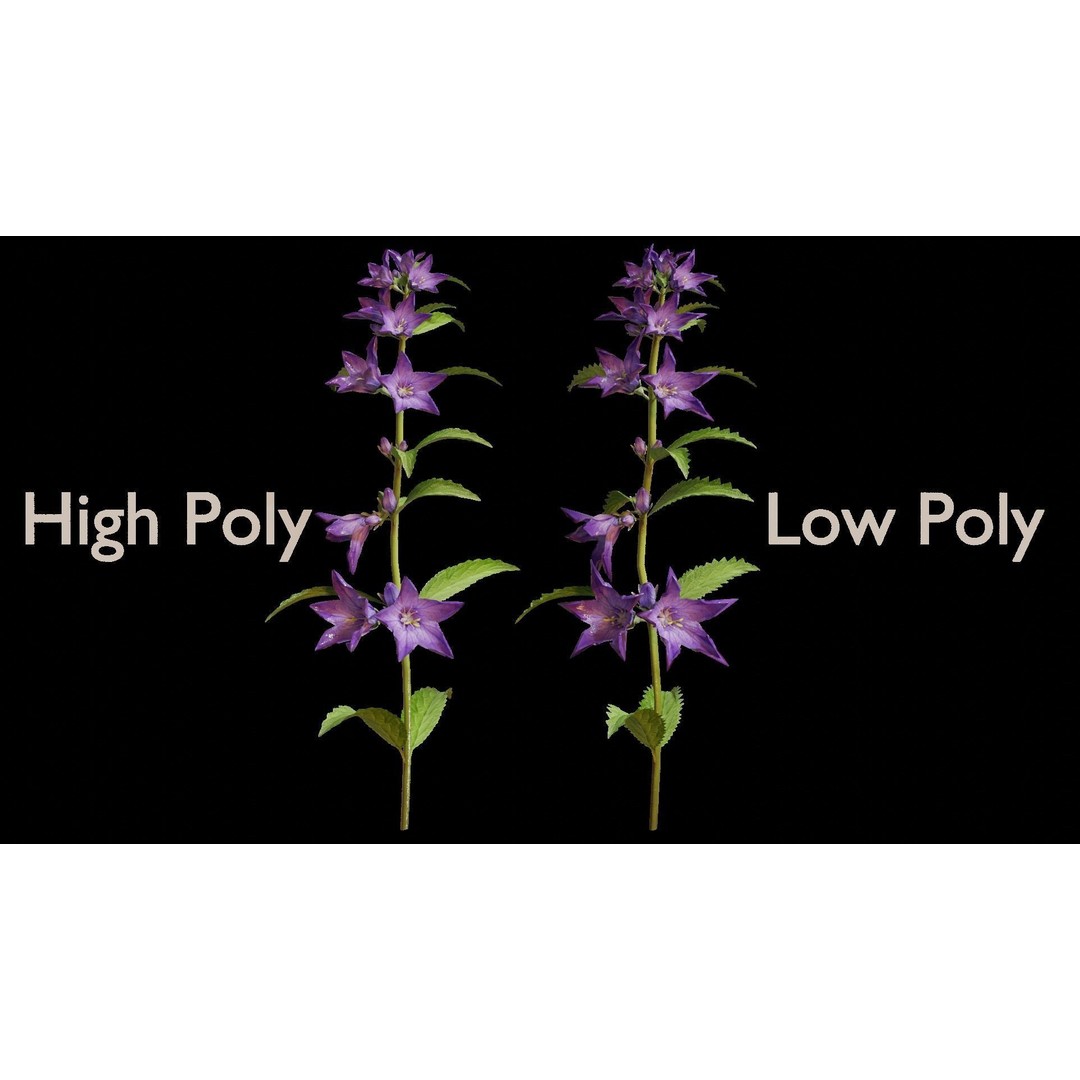Campanula Perennial Bell Flower 3D Model – High Poly PBR Asset, FBX, OBJ - View 3