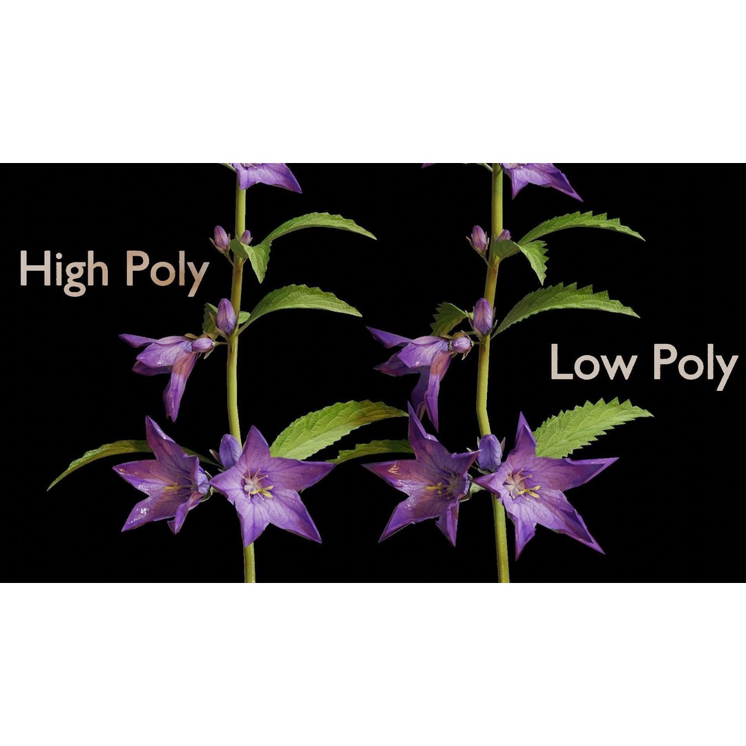 Campanula Perennial Bell Flower 3D Model – High Poly PBR Asset, FBX, OBJ - View 4