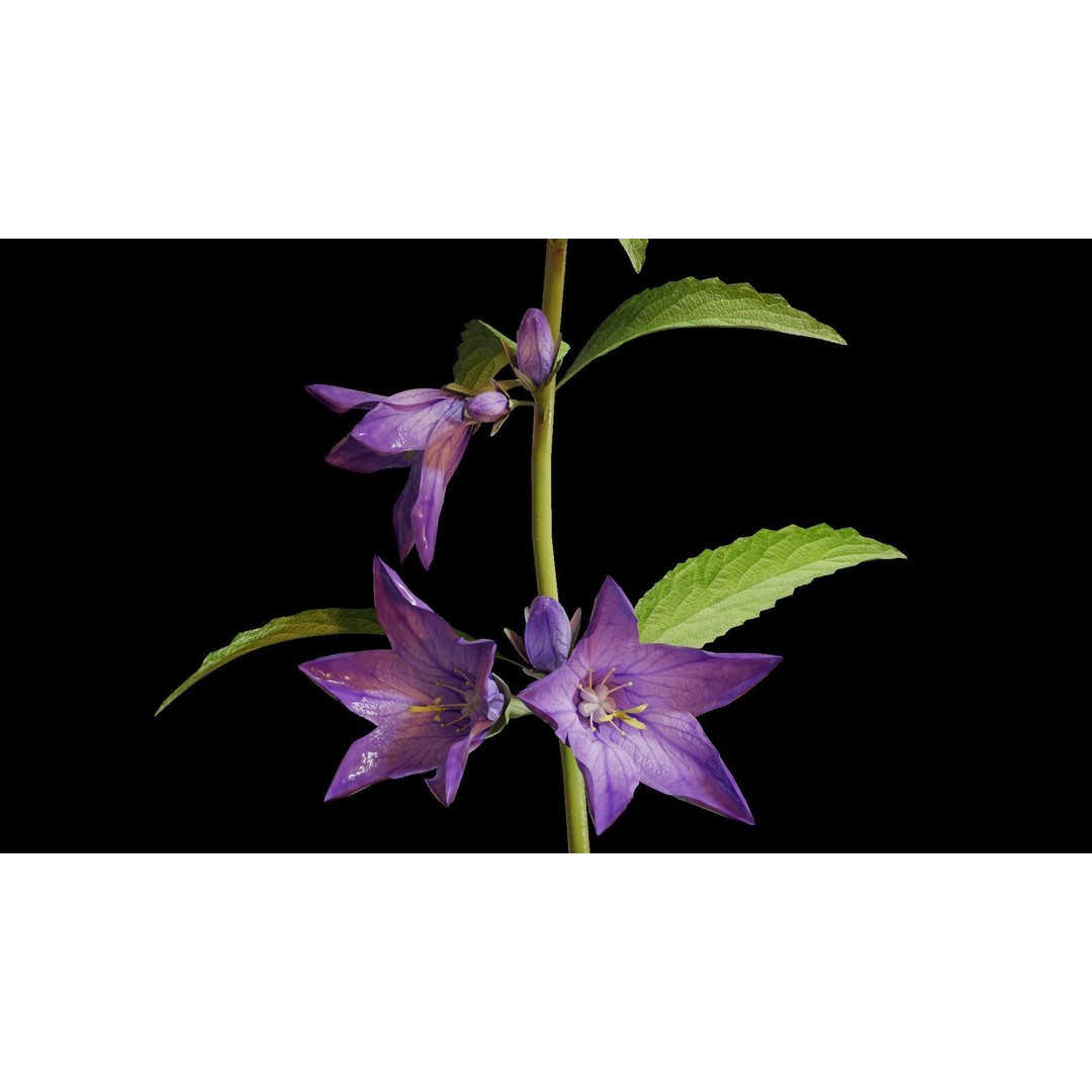 Campanula Perennial Bell Flower 3D Model – High Poly PBR Asset, FBX, OBJ - View 5