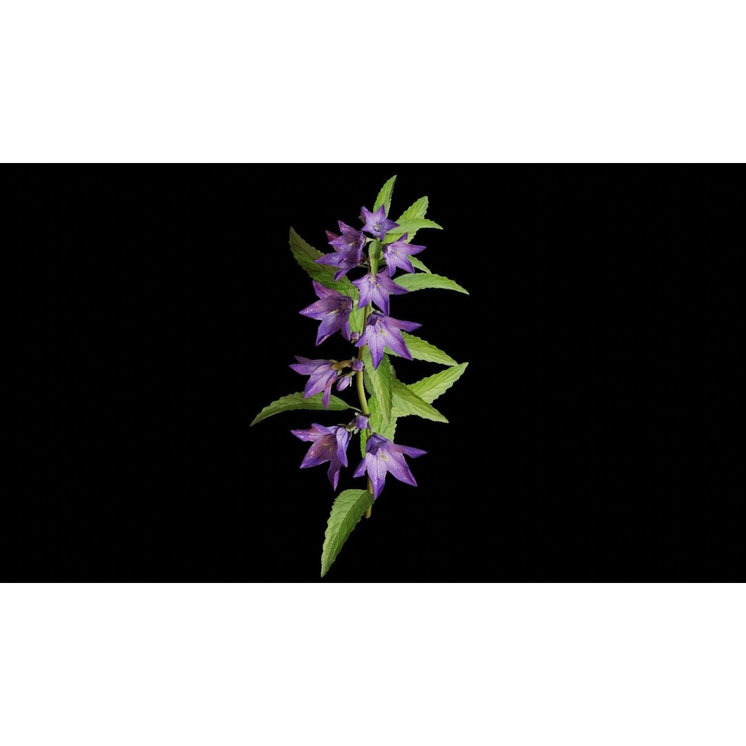 Campanula Perennial Bell Flower 3D Model – High Poly PBR Asset, FBX, OBJ - View 6