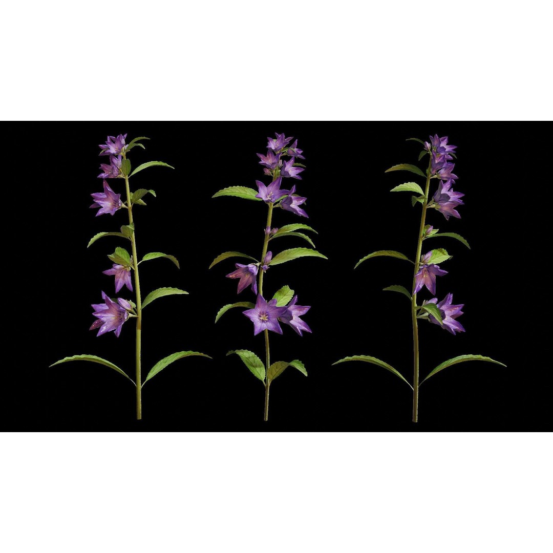 Campanula Perennial Bell Flower 3D Model – High Poly PBR Asset, FBX, OBJ - View 7