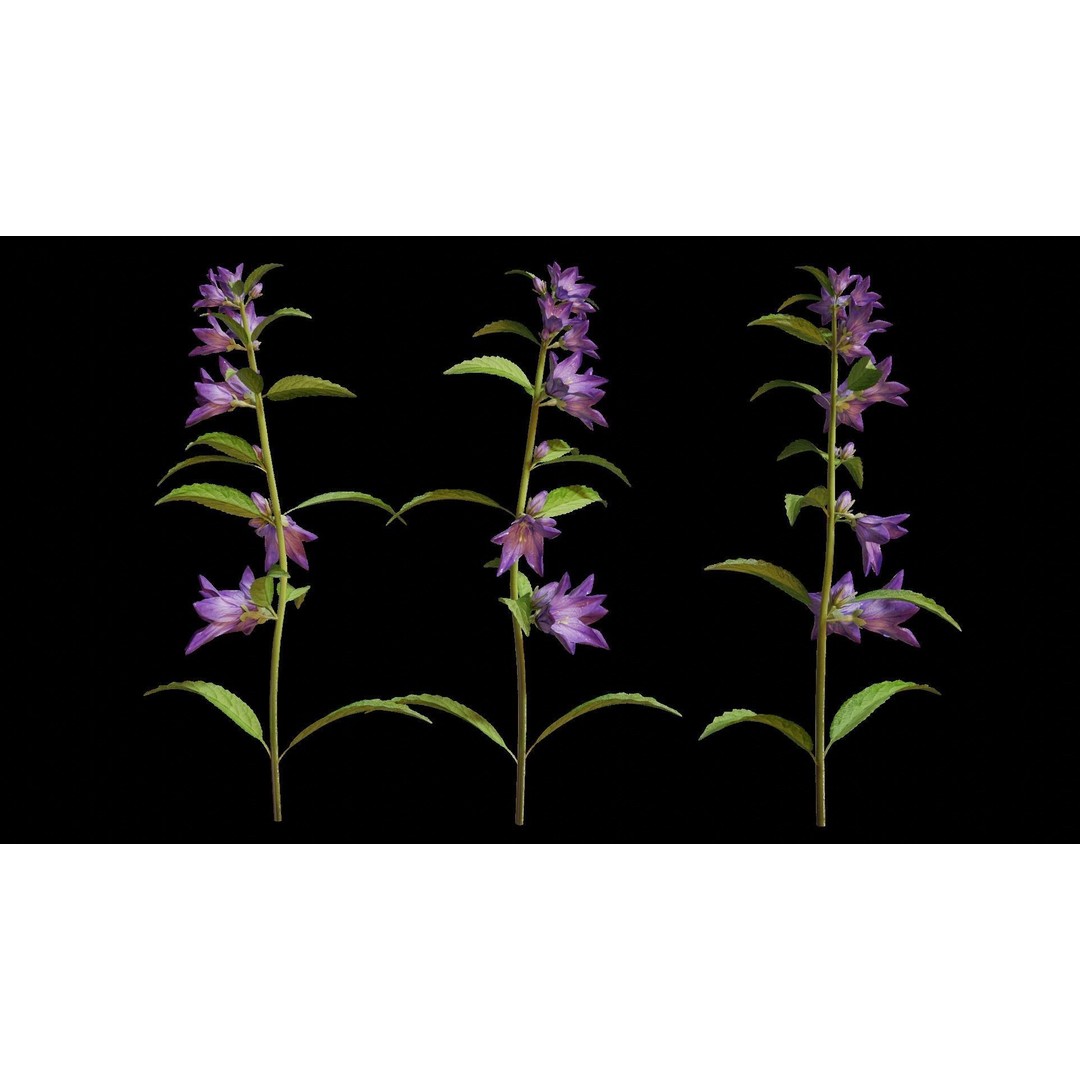 Campanula Perennial Bell Flower 3D Model – High Poly PBR Asset, FBX, OBJ - View 8
