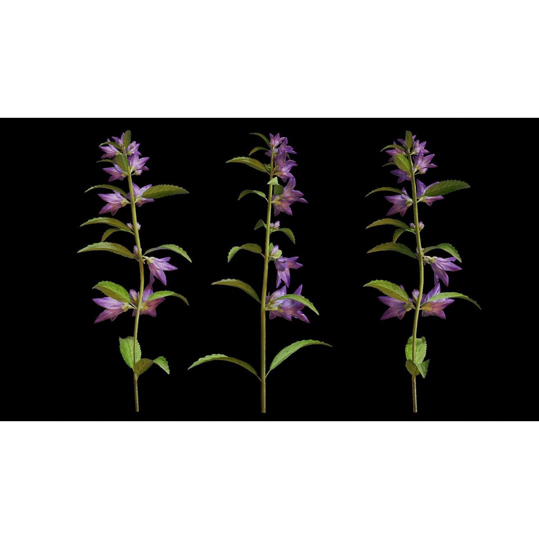 Campanula Perennial Bell Flower 3D Model – High Poly PBR Asset, FBX, OBJ - View 9